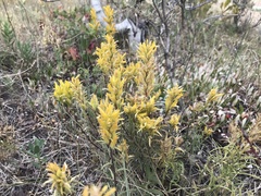 Castilleja flava flava