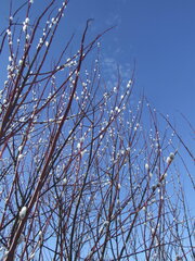 Salix acutifolia