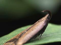 Dichomeris heriguronis