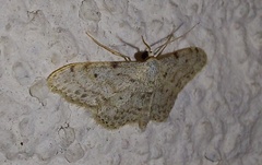 Idaea camparia