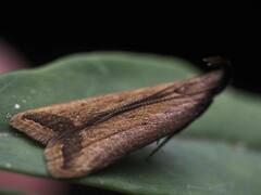 Dichomeris heriguronis