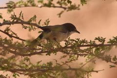 Curruca leucomelaena