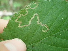 Ectoedemia