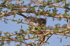 Curruca leucomelaena