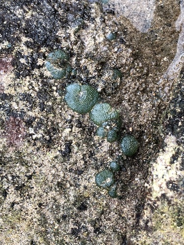 Dictyosphaeria versluysii