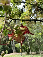 Kigelia