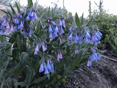Mertensia