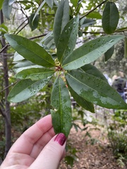 Elaeocarpus decipiens