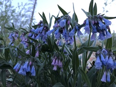 Mertensia