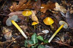 Hygrocybe singeri