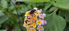 Lantana camara image