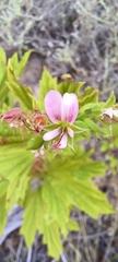 Pelargonium scabrum