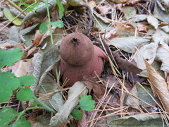 Geastrum rufescens