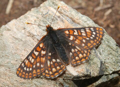 Euphydryas