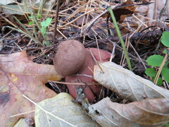 Geastrum rufescens