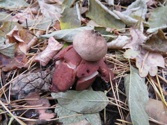 Geastrum rufescens
