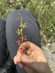 Galphimia angustifolia