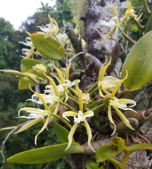 Epidendrum ciliare