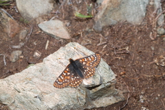 Euphydryas
