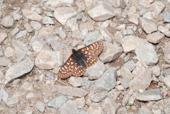 Euphydryas