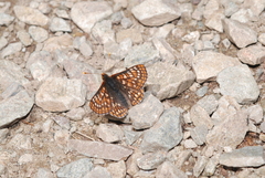 Euphydryas