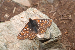 Euphydryas