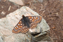 Euphydryas
