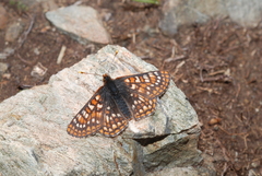 Euphydryas