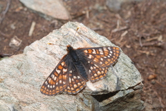 Euphydryas
