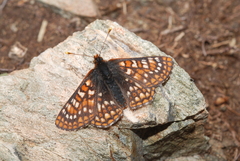 Euphydryas