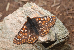 Euphydryas