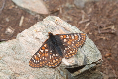 Euphydryas