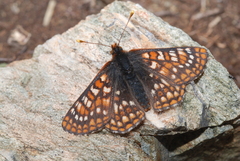 Euphydryas