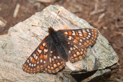 Euphydryas