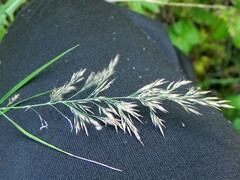 Calamagrostis purpurea