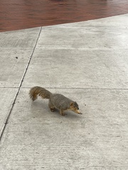 Sciurus niger