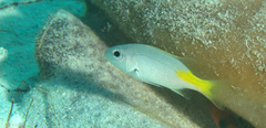 Lutjanus buccanella