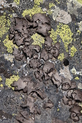 Umbilicaria deusta