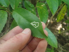 Liriomyza flavolateralis