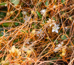Cuscuta pacifica