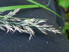 Calamagrostis purpurea