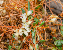 Cuscuta pacifica