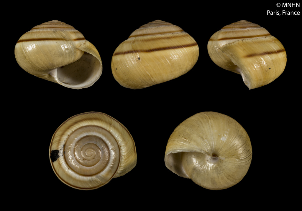 Portugala inchoata