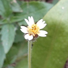 Tridax procumbens