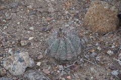 Echinocactus horizonthalonius