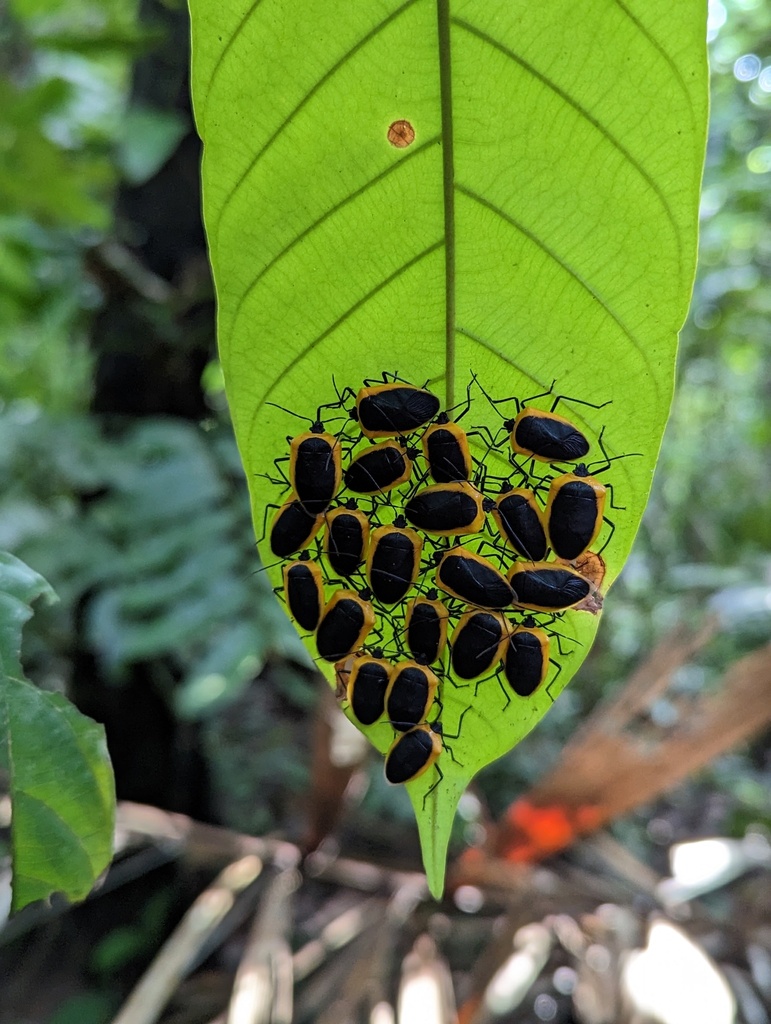 Runibia discoidea