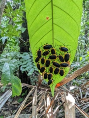Runibia discoidea