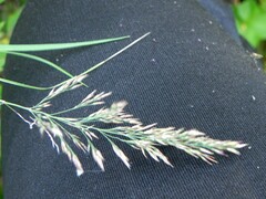 Calamagrostis purpurea