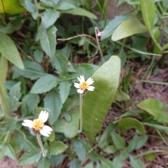 Tridax procumbens