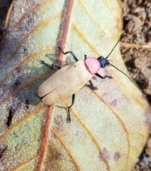 Chauliognathus faustus